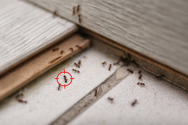 Best Flea Control Services  in Abbeville, SC
