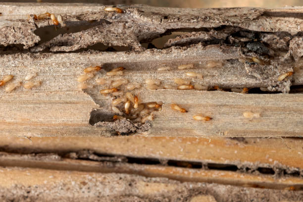 Best Rat Extermination Near Me  in Abbeville, SC